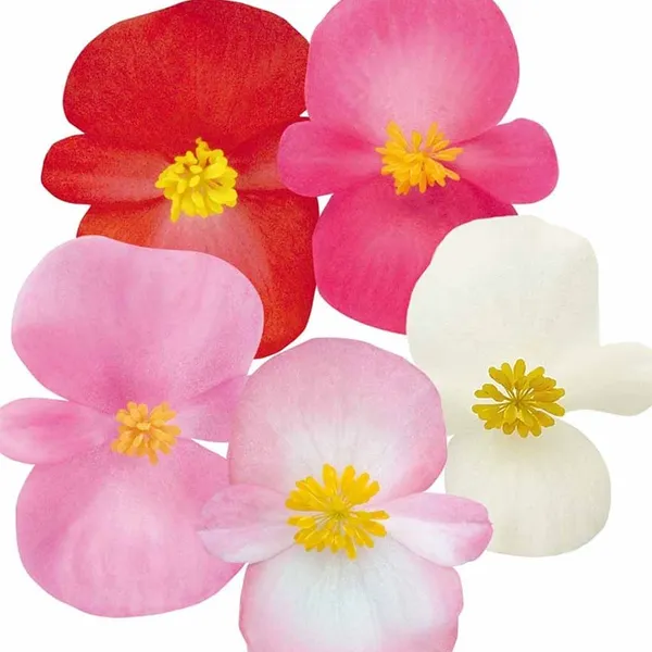 Begonia_–_Semperflorens_Night_Life_Series_(BL)_F1