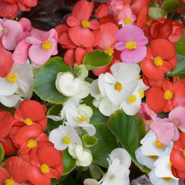 Begonia_–_Semperflorens_Sprint_PLUS_Maxi_Series_(GL)_F1