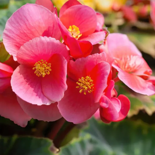 Begonia_–_Semperflorens_Super_Olympia_Series_(GL)_F1