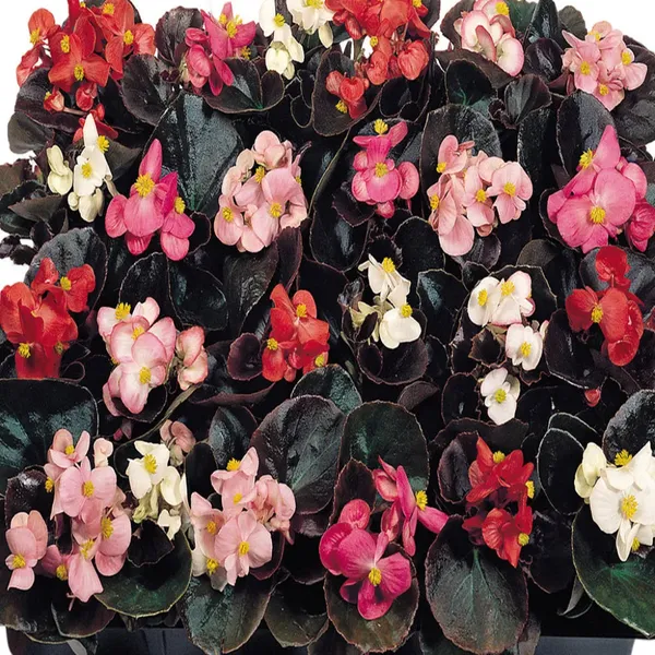 Begonia_Semperflorens_–_Cocktail_Mix_Pelleted_F1