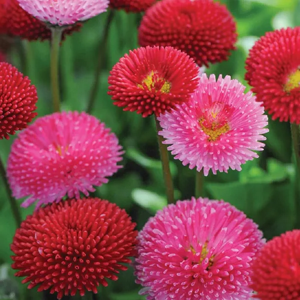 Bellis_–_Tasso_Mix_F1