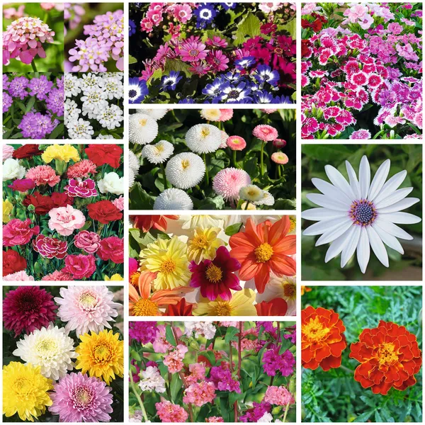 Pack_Of_10_Flower_Seeds_Bundle_(10_Varieties)