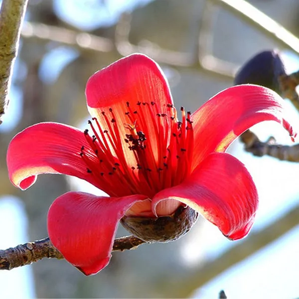 Bombax_Ceiba_(Silk_Cotton_Tree_Seeds)