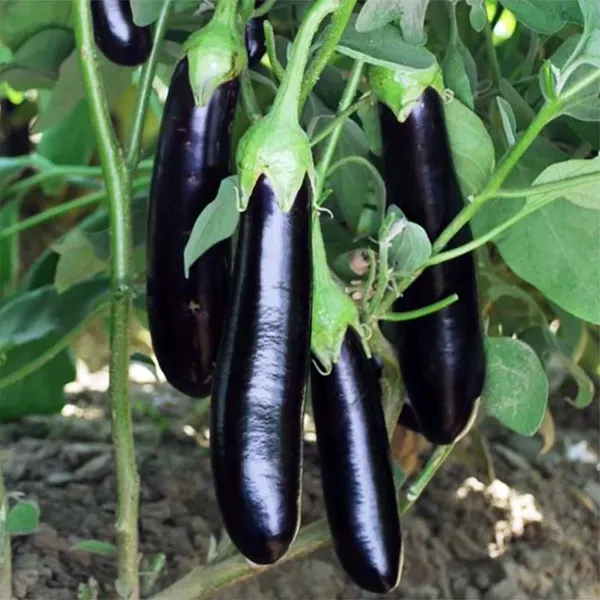 Brinjal__Seeds_F1_Hybrid_LB
