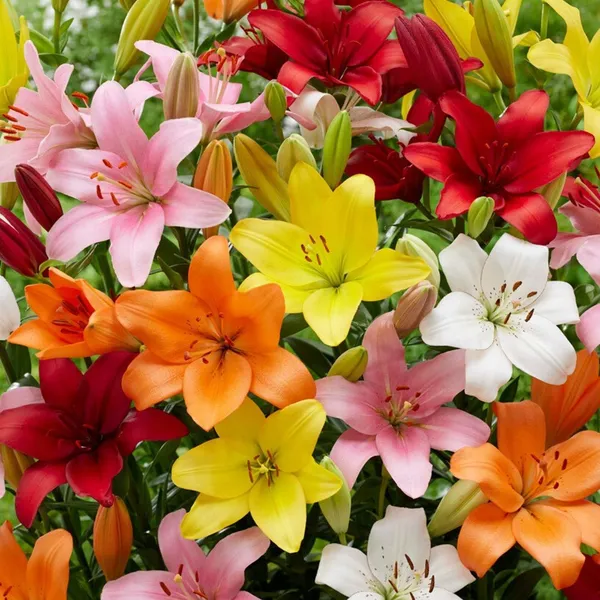 Asiatic_Lily_Bulbs_(एशियाटिक_लिली_बल्ब्स)
