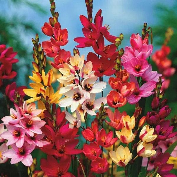 Axia_Hybrid_Flower_Bulbs_(एक्सिया_हाइब्रिड_बल्ब्स)