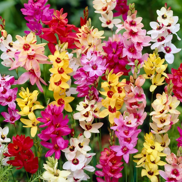 Axia_Top_Flower_Bulbs_(एक्सिया_टॉप_बल्ब्स)