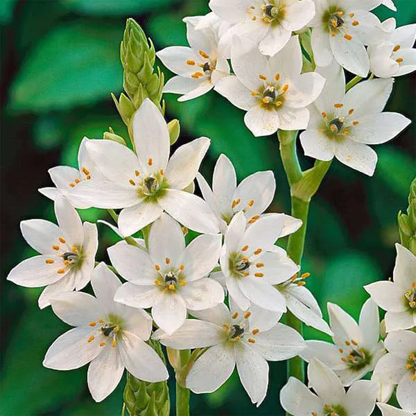 Chinchirinchi_Flower_Bulbs_(चिंचिरिंची_बल्ब्स)