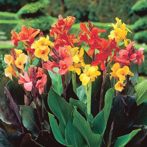 Canna_Lily_Bulbs_(कैनना_लिली_बल्ब्स)