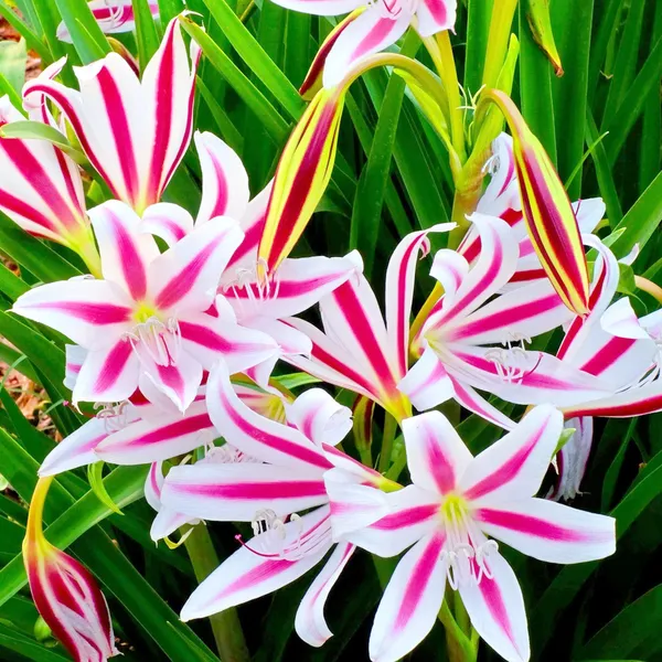 Crinum_Lily_Bulbs_(क्रिनम_लिली_बल्ब्स)