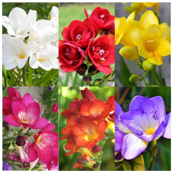 Freesia_6_Color_Flower_Bulbs_(फ्रीसिया_6_कलर_बल्ब्स)