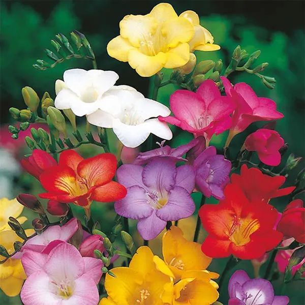 Freesia_Mix_Flower_Bulbs_(फ्रीसिया_मिक्स_बल्ब्स)