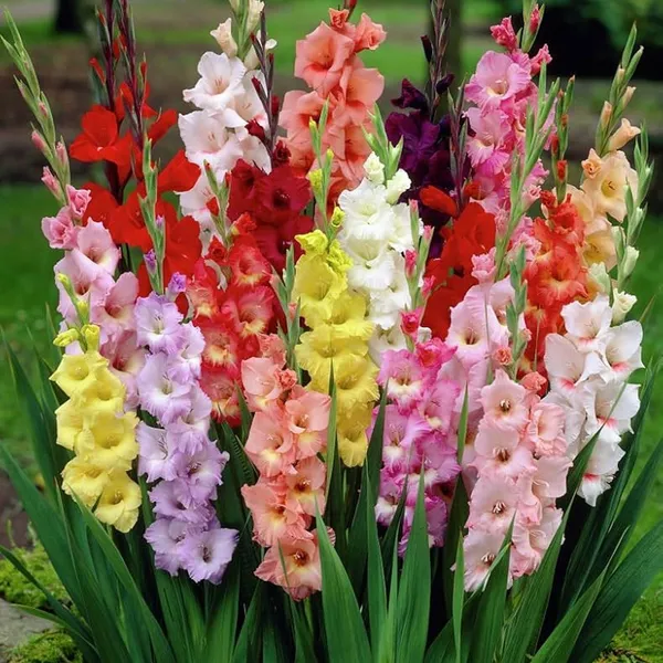 Gladiolus_Flower_Bulbs_(ग्लैडियोलस_बल्ब्स)