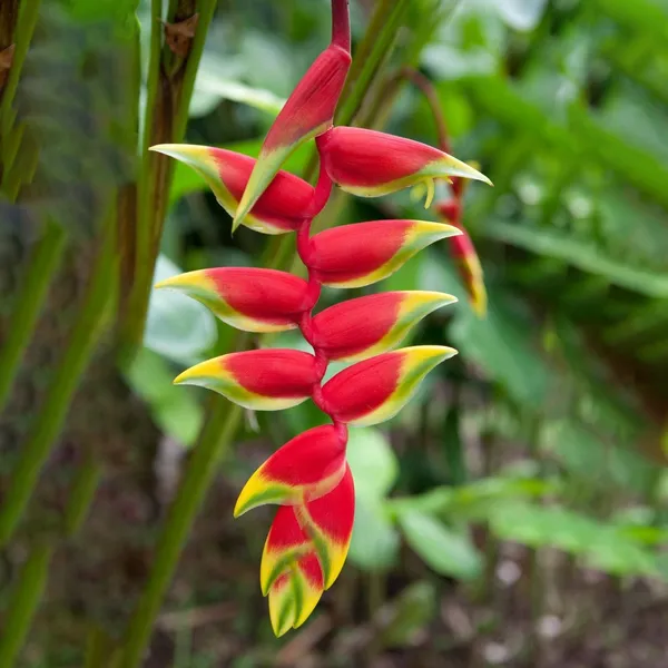 Heliconia_Bulbs_(हेलिकोनीया_बल्ब्स)