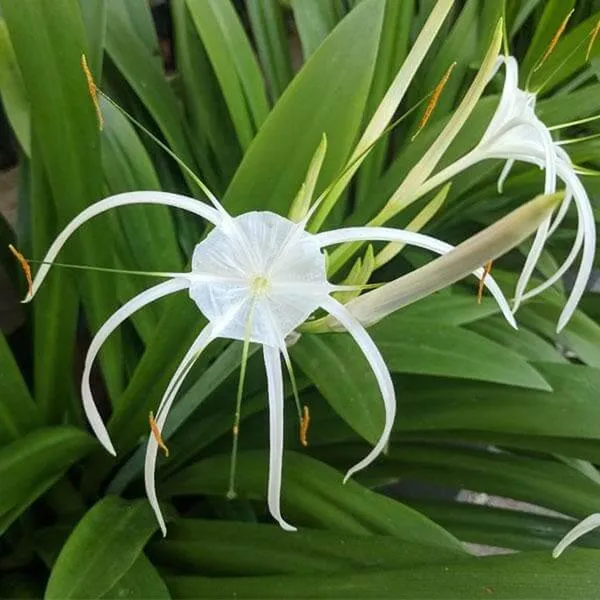 Spider_Lily_Bulbs_(स्पाइडर_लिली_बल्ब्स)