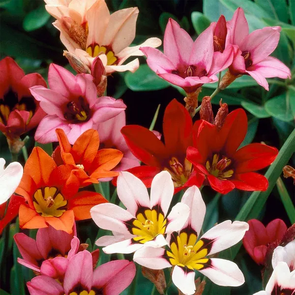Sparaxis_Flower_Bulbs_(स्पैरेक्सिस_बल्ब्स)