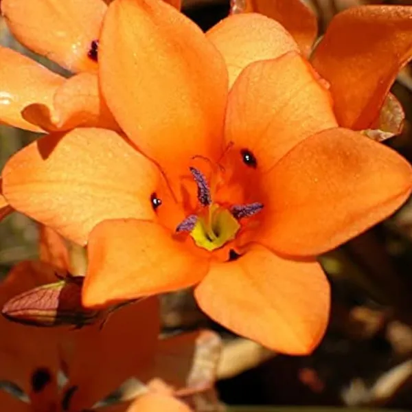 Tritonia_Orange_Flower_Bulbs_(ट्राइटोनिया_ऑरेंज_बल्ब्स)