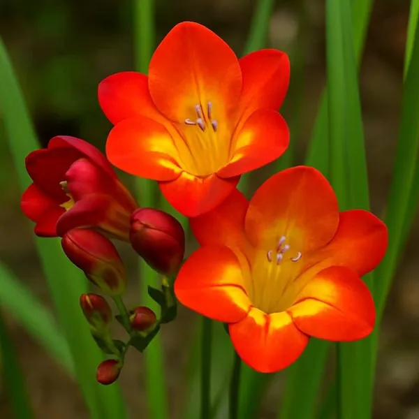 Tritonia_Red_Flower_Bulbs_(ट्राइटोनिया_रेड_बल्ब्स)