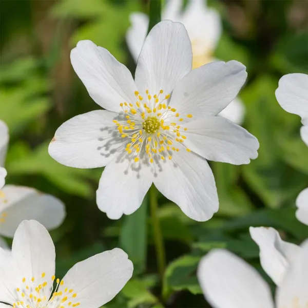 Tritonia_White_Flower_Bulbs_(ट्राइटोनिया_व्हाइट_बल्ब्स)
