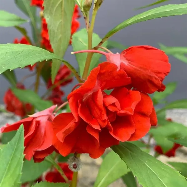 Balsam_(KS_Spl_Rose)__Seeds
