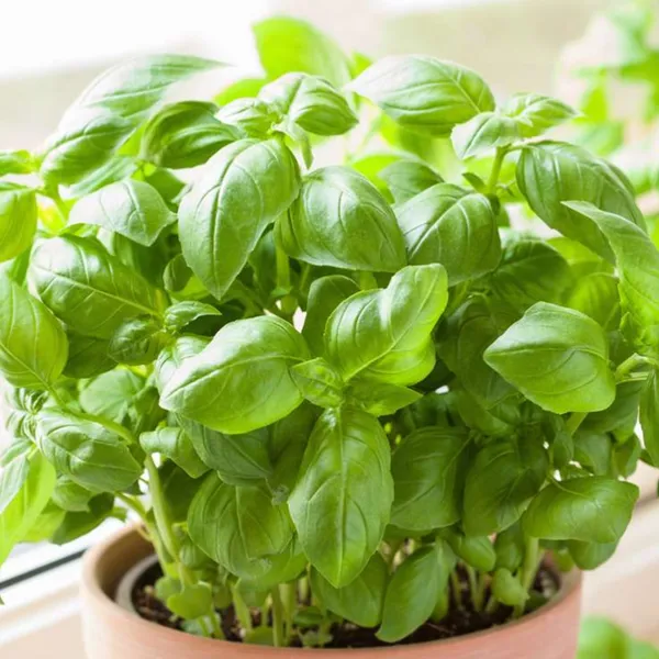 Basil_Green_Seeds