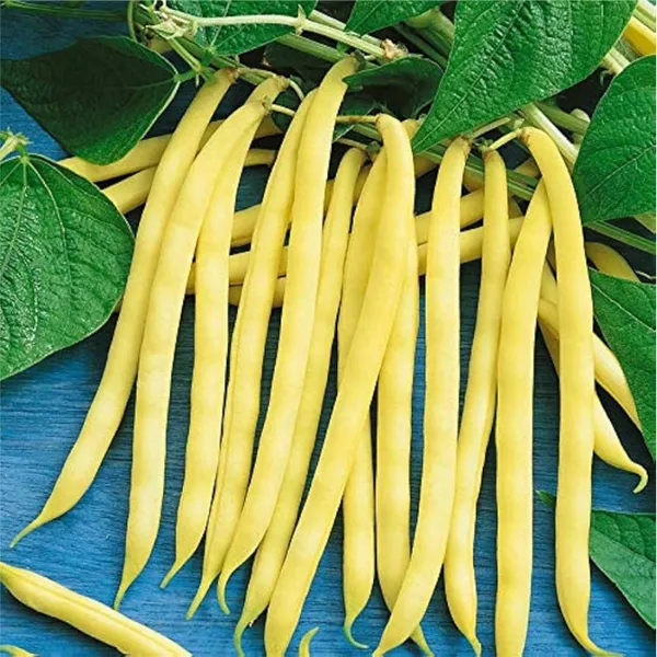 Beans_Yellow_Seeds