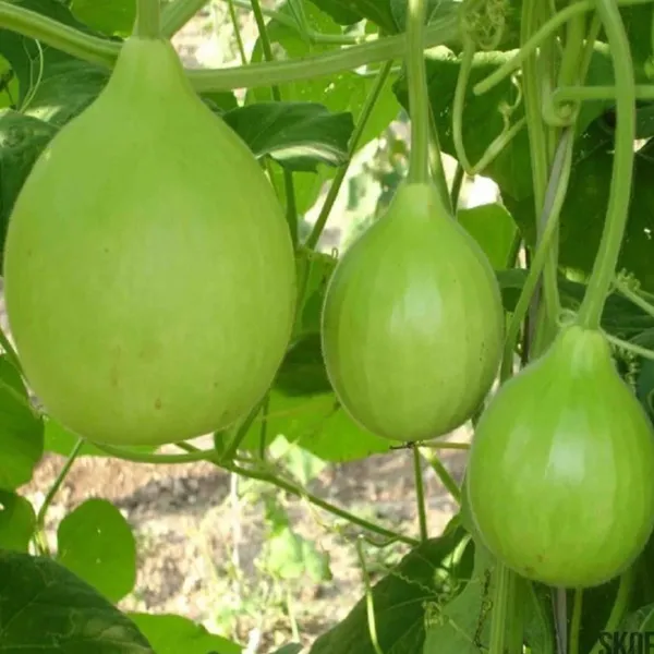 Bottle_Gourd_Round__F-1_Hybrid_Seeds