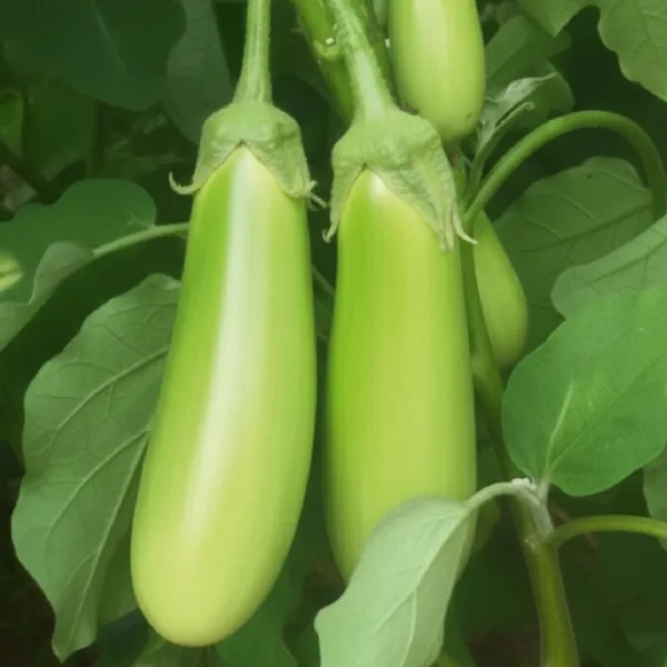 Brinjal_Hybrid__Seeds_F1_Hybrid