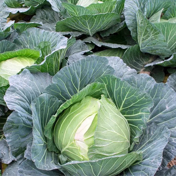 Cabbage_Green_F-1_Hybrid_Seeds
