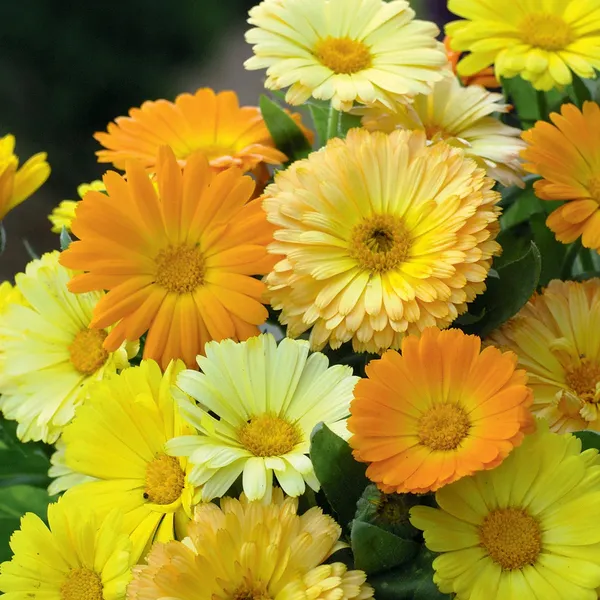 Calendula_(Dwarf_Mix)_Seeds