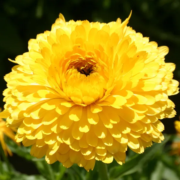 Calendula_(Dwarf_Yellow)__Seeds