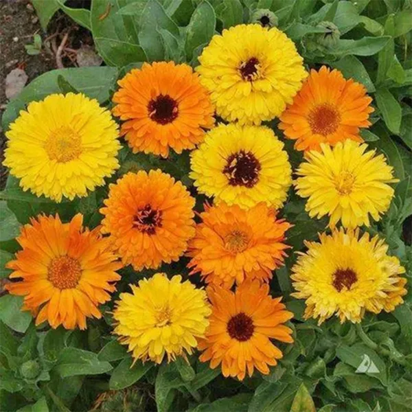 Calendula_(FG_Mix)__Seeds