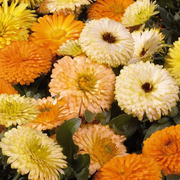 Calendula_–_Bon_Bon_Series_F1