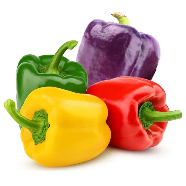 4_Color_Capsicum_Seeds_Combo_Pack_|_4_रंग_की_शिमला_मिर्च_के_बीज