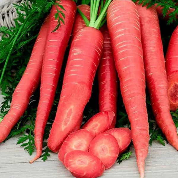 Carrot_(Red)__Seeds