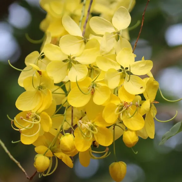 Cassia_Fistula_(Golden_Shower_Tree_Seeds)