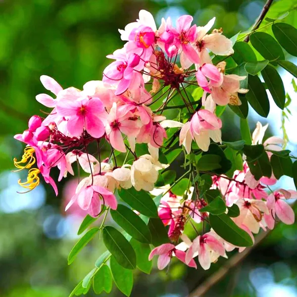 Cassia_Javanica_(Apple_Blossom_Tree_Seeds)