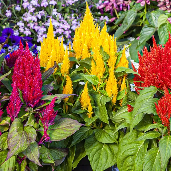 Celosia_–_Plumosa_Bright_Sparks_Series_F1