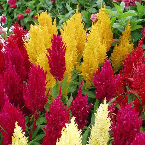 Celosia_–_Plumosa_Century_Series_F1