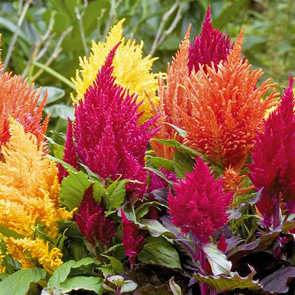 Celosia_–_Plumosa_Fashion_Look_Series_F1