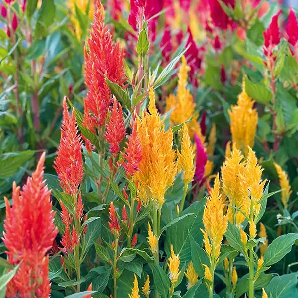 Celosia_–_Plumosa_Fresh_Look_Series_F1