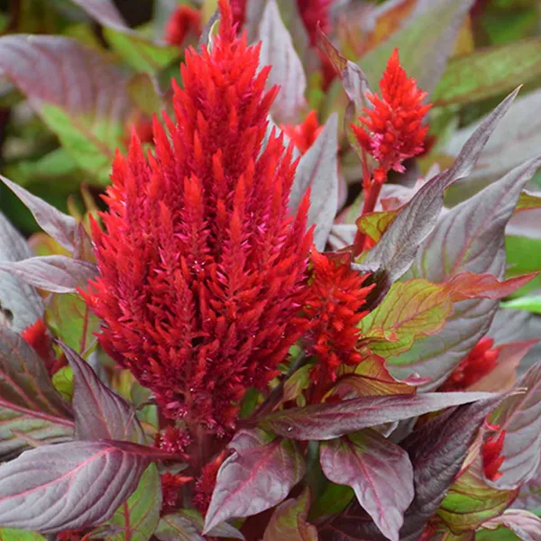 Celosia_–_Plumosa_NEW_LOOK_RED_F1