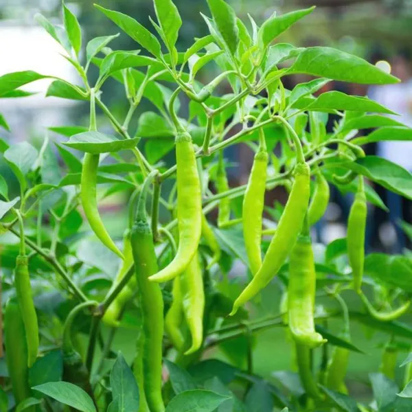 F1_Hybrid_Chilli__Seeds
