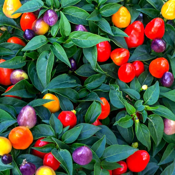 Ornamental_Chilli_Choice_Round_Mix__|_सजावटी_मिर्च_गोल_मिक्स