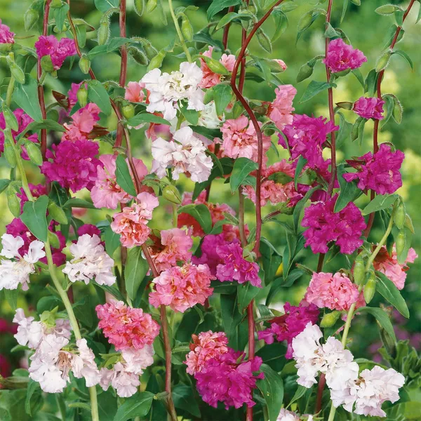 Clarkia_(Double_Mix)_Seeds