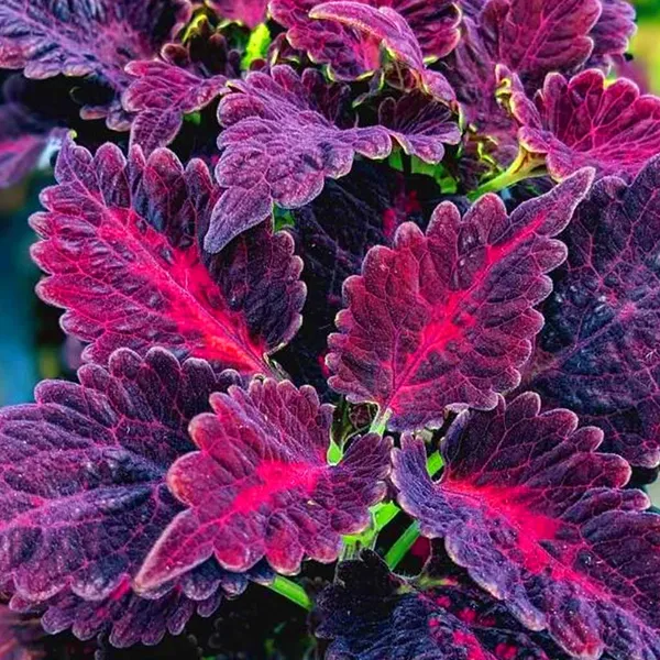 Coleus_–_Black_Dragon_F1
