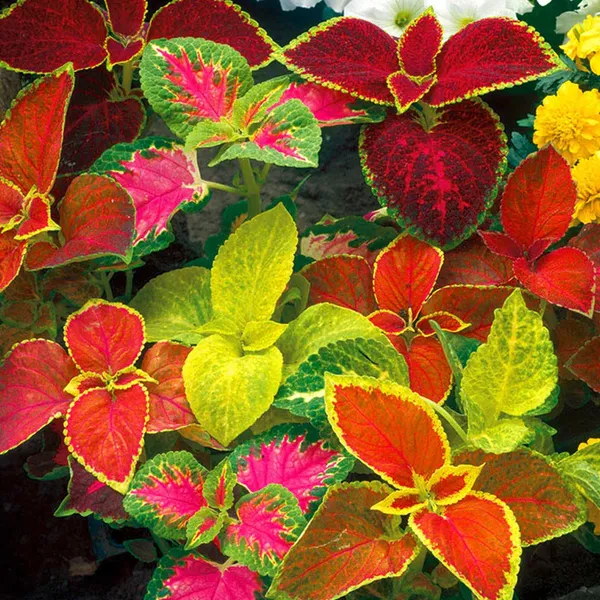 Coleus_–_Wizard_Series_F1