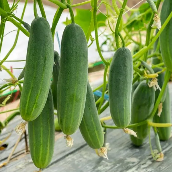 F1_Hybrid_Cucumber__Seeds