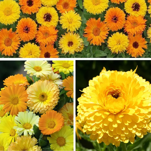 3-in-1_Calendula_Seeds_Combo_Pack