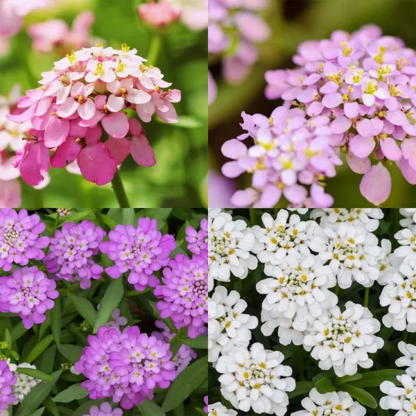 Candytuft_(KS_Spl_Mix)__Seeds